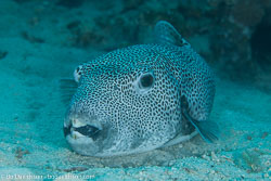BD-121125-Aqaba-6826-Arothron-stellatus-(Anonymous.-1798)-[Stellate-puffer].jpg